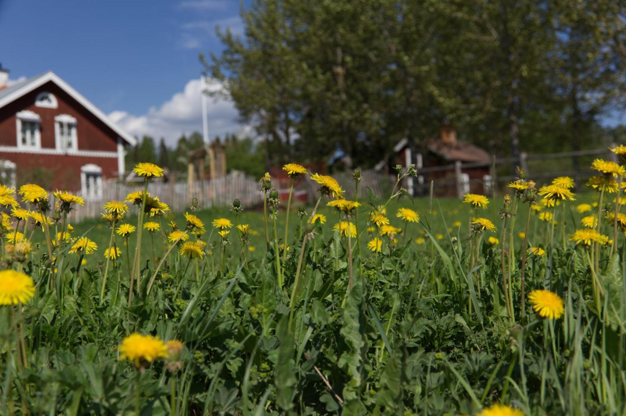 Grindstugan Pa Fyras Gard Hammerdal Luaran gambar